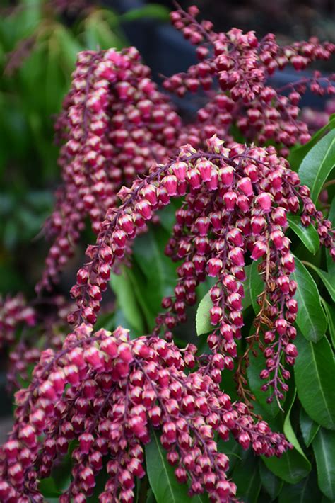 gay goblin|Gay Goblin Japanese Pieris flowers